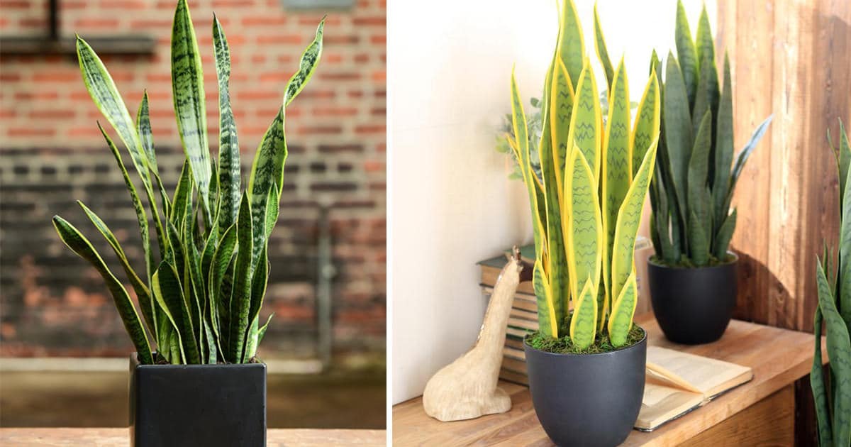 7 Great Snake Plant Benefits Proven In Research & Studies | Balcony ...