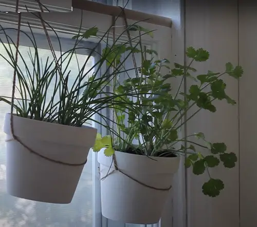 Indoor Hanging Herb Garden