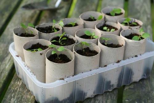 Toilet Roll Seed Starter