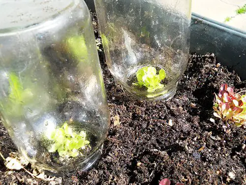 Garden Ideas on a Budget 
