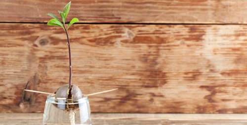 Grow Avocado Tree at Home