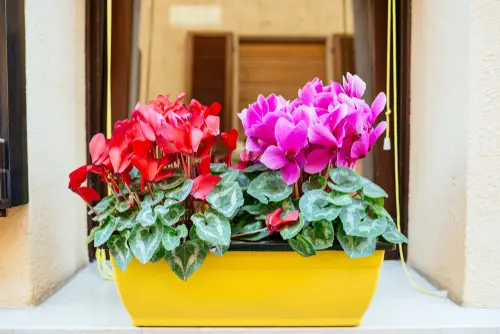 The Best Houseplants for Blooming