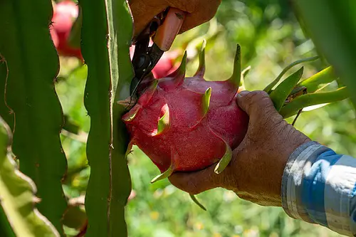 Harvesting Dragon Fruit
