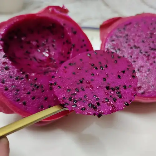 Dragon Fruit Propagation