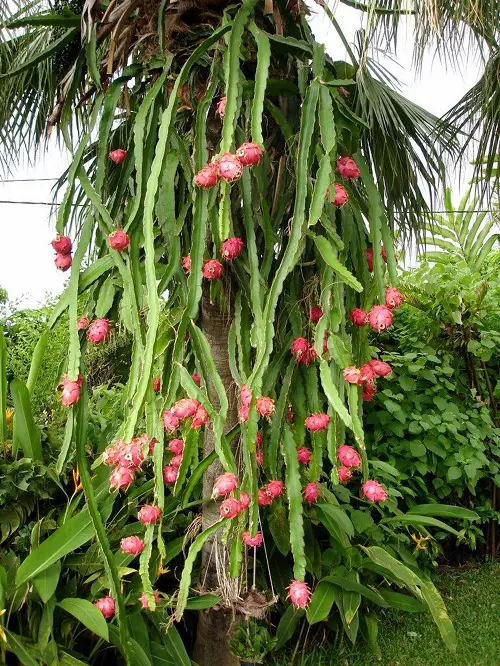 Requirements for Growing Dragon Fruit