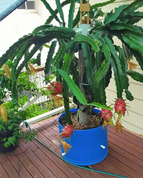 Growing Dragon Fruit in Pots