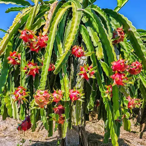 How to Grow Dragon Fruit