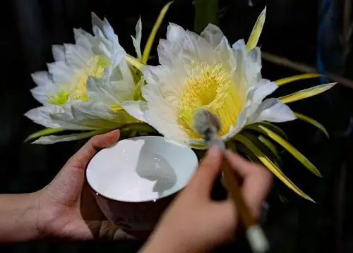 Dragon Fruit Pollination