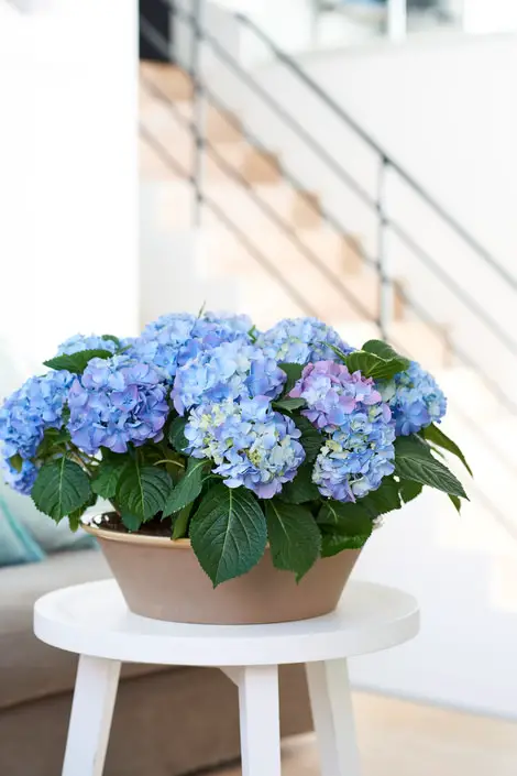 top Indoor Plants that are as Beautiful as Flower Bouquets