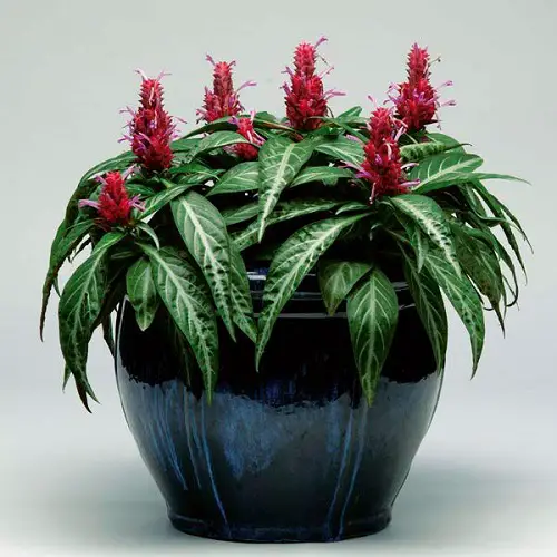 lovely houseplants with flowers