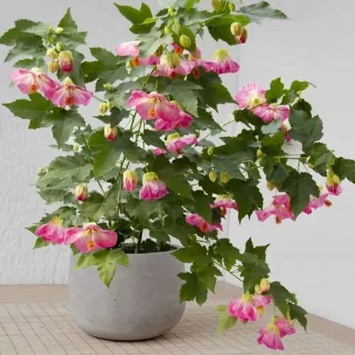 Indoor Plants that Bloom