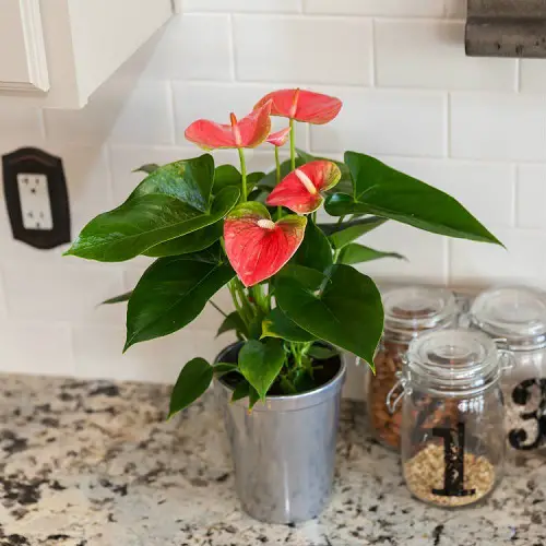 top lovely houseplants with flowers
