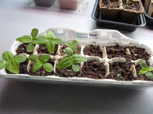 Egg Carton Seed Tray