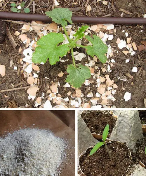 Garden Ideas on a Budget Make Use of Eggshells in the Garden