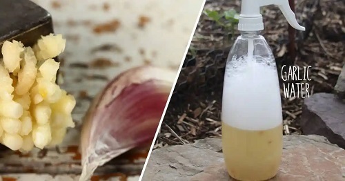 Use Organic Pesticide Spray with Kitchen Ingredients
