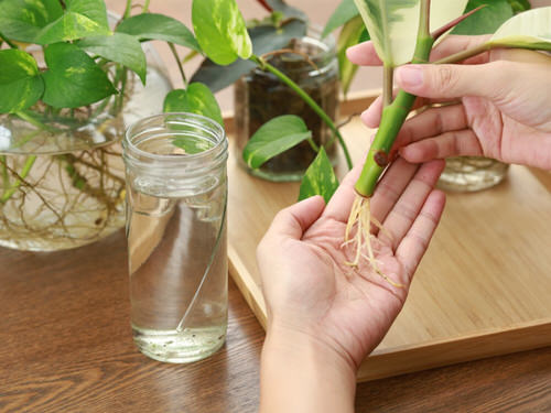 Garden Ideas on a Budget Gather Cuttings on the Go!