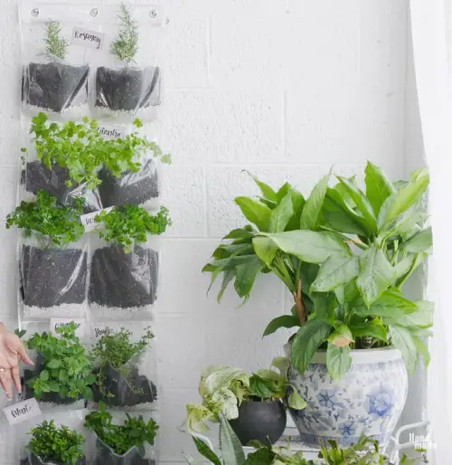 Indoor Herb Garden Wall Using a Shoe Organizer