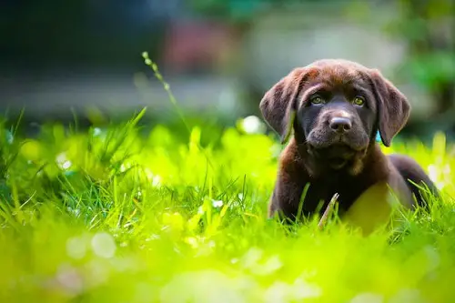 Train Pets for lawn tips
