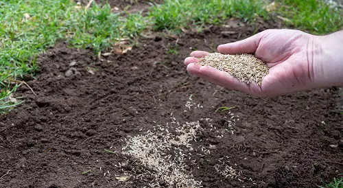 Lawn Care Tips Reseed Thin Areas