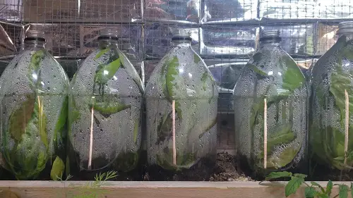 Pop Bottle Mini Greenhouse