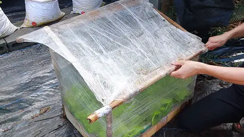 DIY Indoor Plant House Using Food Wrap