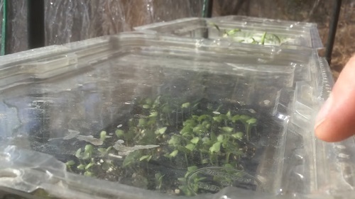 DIY Greenhouse for Small Plants