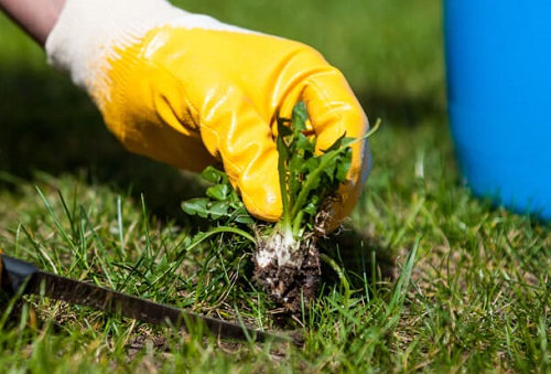 Take Care of the Weeds