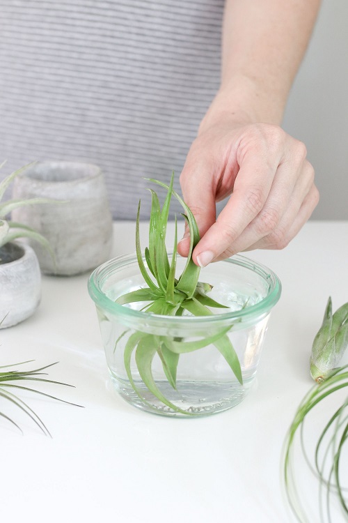 How To Water Air Plants