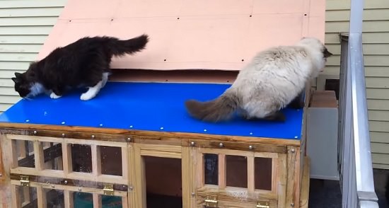 Weather Protected Outdoor Cat House