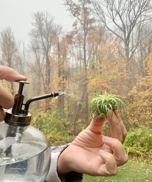 Tips on Watering Air Plants