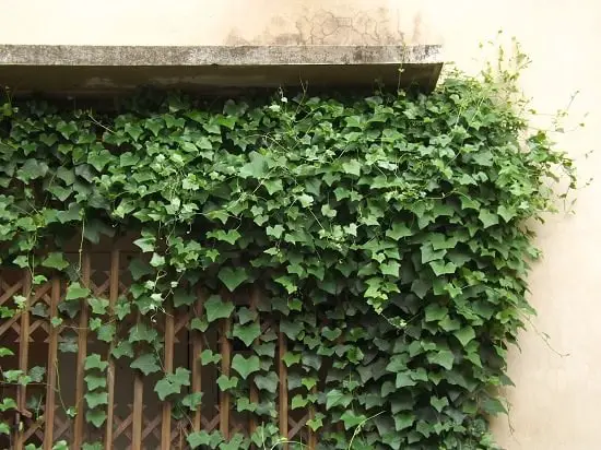 Ivy gourd plant care! Ivy gourd can be a nice ornamental plant too.