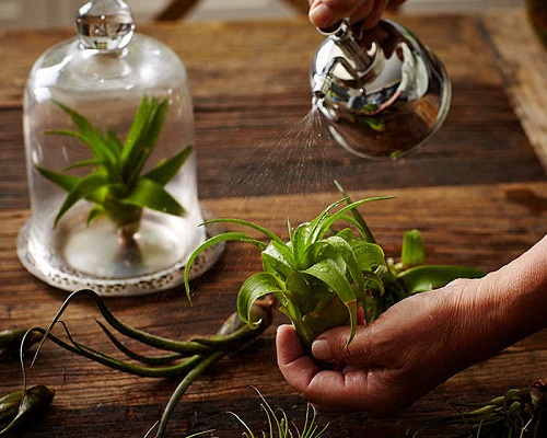 How to Water Air Plants
