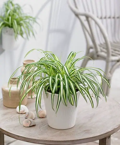 Requirements for Growing Spider Plants Indoors