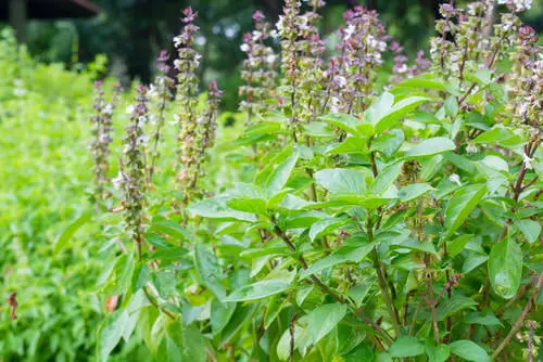 Types of Basil 6