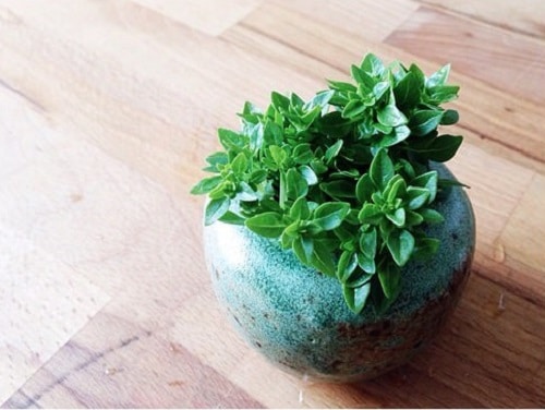 Types of Basil 8