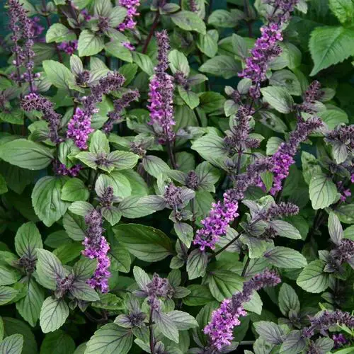 Types of Basil 9