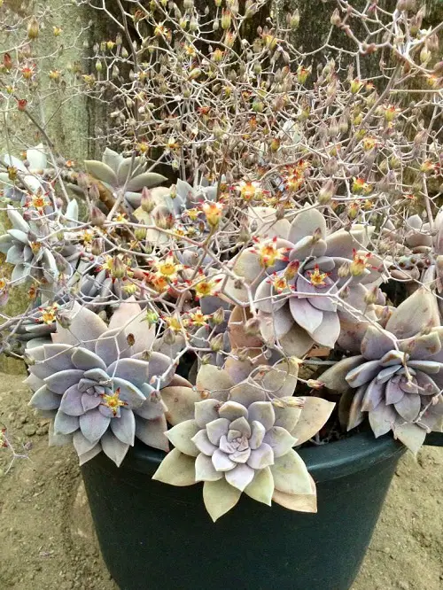 Indoor and Outdoor Flowering Succulents to Grow

