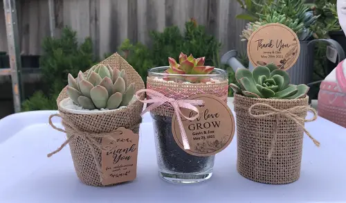 Gift Ideas for Succulent Lovers 30