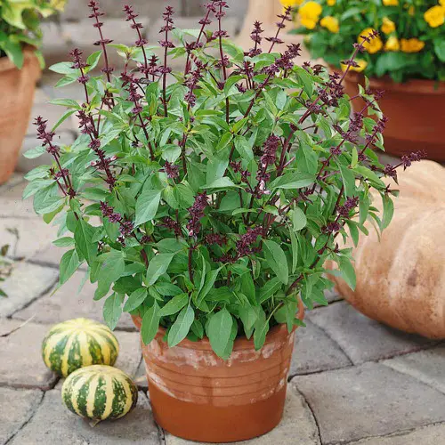 Thai Herbs 1