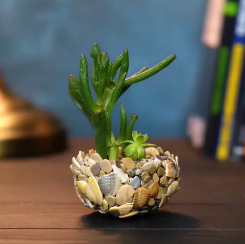 Best Succulent Gift 32