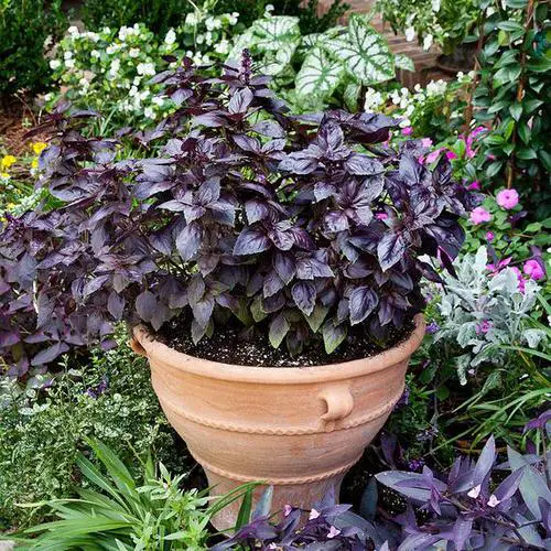 Types of Basil 3