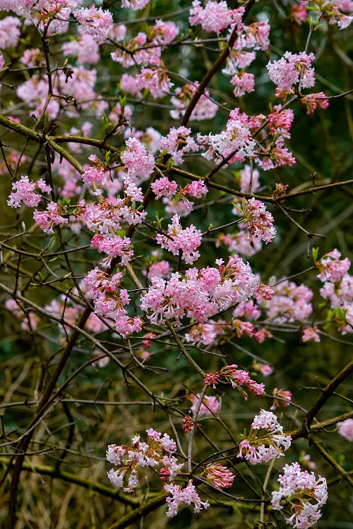 Winter Flowering Shrubs That Look Good