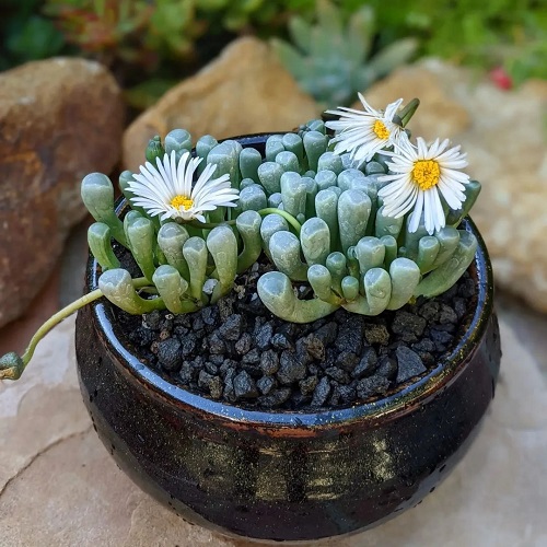 Best Seeds for Gardening in pot