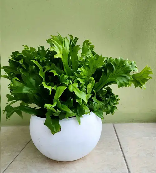 Amazing plant that Safe for Dogs