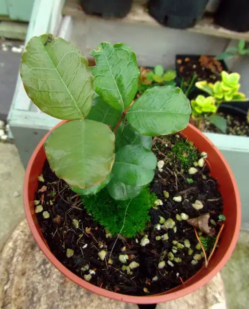 Growing Carob Tree from Seeds