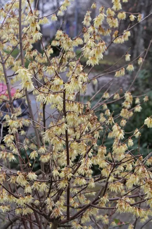 Winter Flowering Shrubs That Look Good In Winter Garden