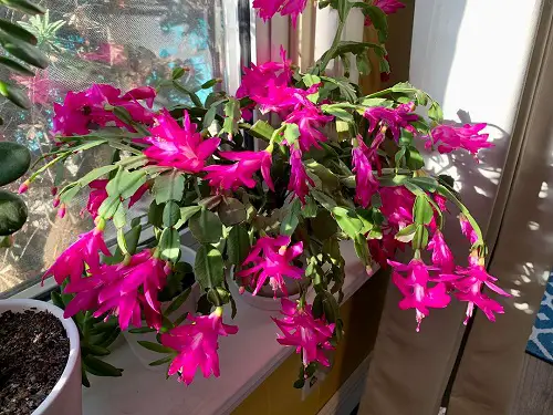 amazing Indoor Dog Friendly Plants