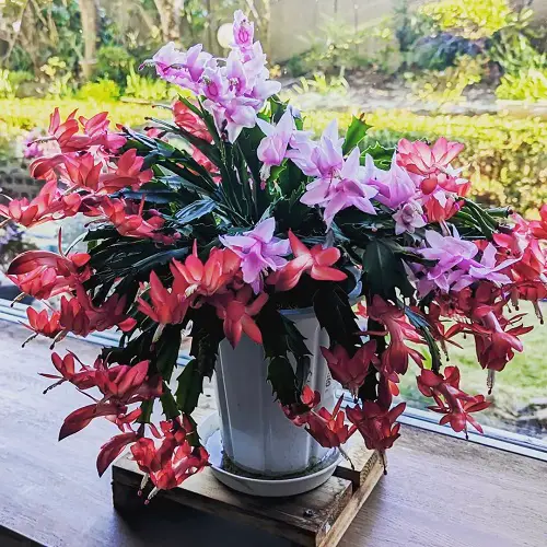 Best Flowering Succulents To Grow Indoors and Outdoors 1