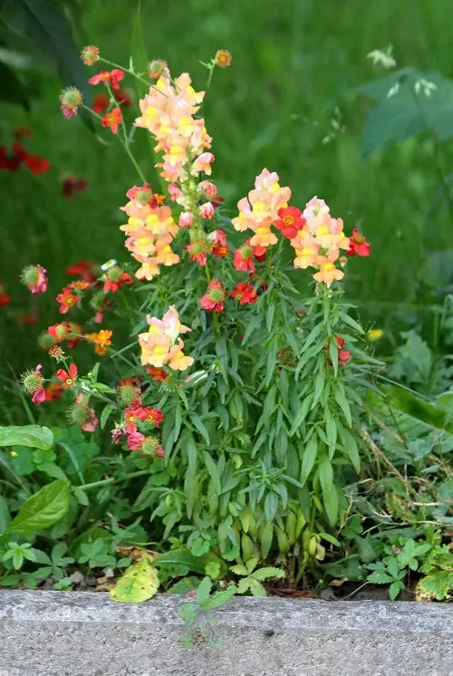 Plants Bee-Attractive 