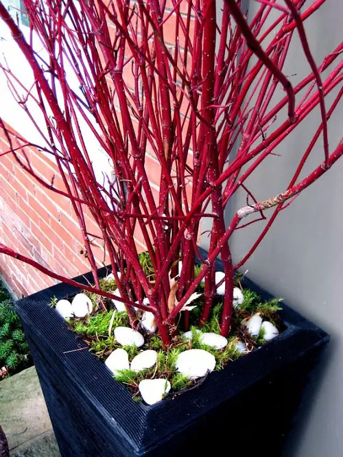 Winter Flowering Shrubs 